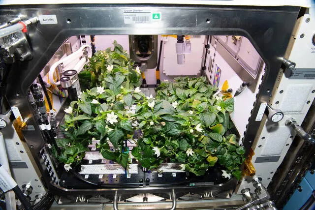 Las plantas de chile que crecen en el Advanced Plant Habitat (APH) a bordo de la Estación Espacial Internacional dieron sus frutos recientemente. Foto: NASA
