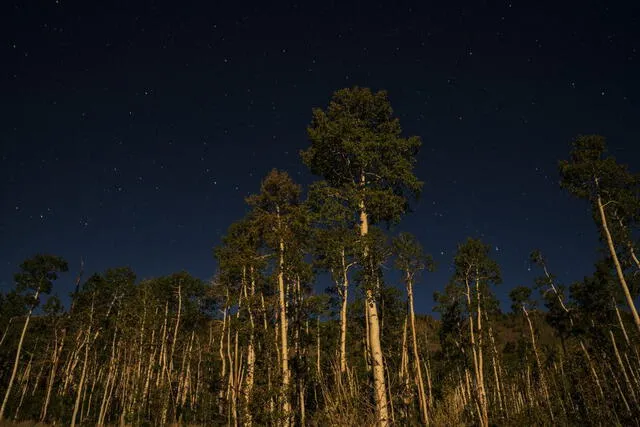 El árbol de Pando se empapa de la luz de la luna a fines del verano. Foto: Lance Oditt