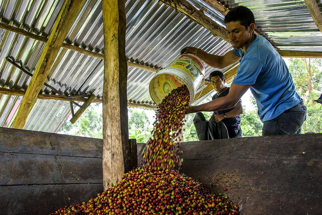 Nuevo modelo de cultivo producirá 25 mil toneladas de café