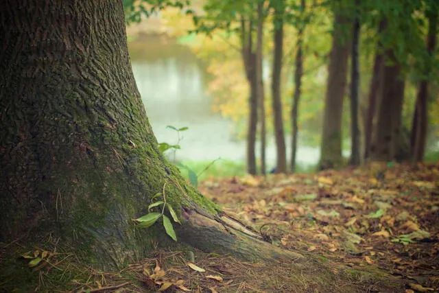Una de las acciones que se puede realizar para contribuir con el medio ambiente es plantar un árbol. (Foto: SIGRE)