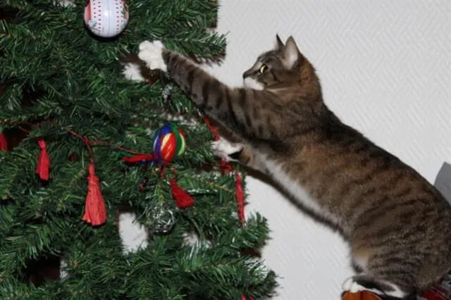 ¿Por qué los gatos destruyen el árbol de Navidad?