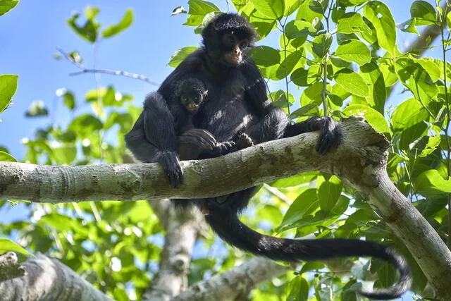 El próximo proyecto científico investigará a los primates que habitan en la zona. Foto: Wired Amazon.