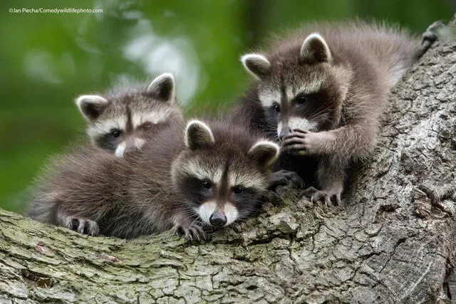 Tres mapaches 'contándose chismes'. Foto: Jan Piecha / Comedy Wildlife Photography Awards
