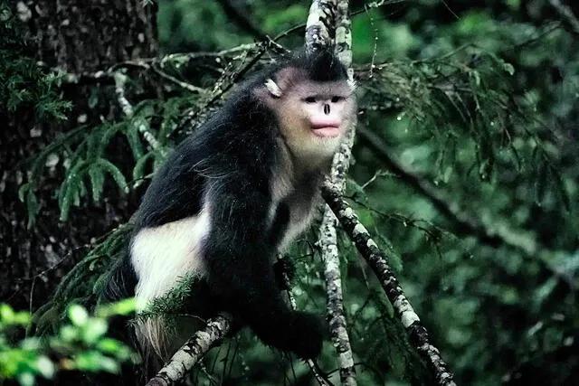 El mono sin nariz