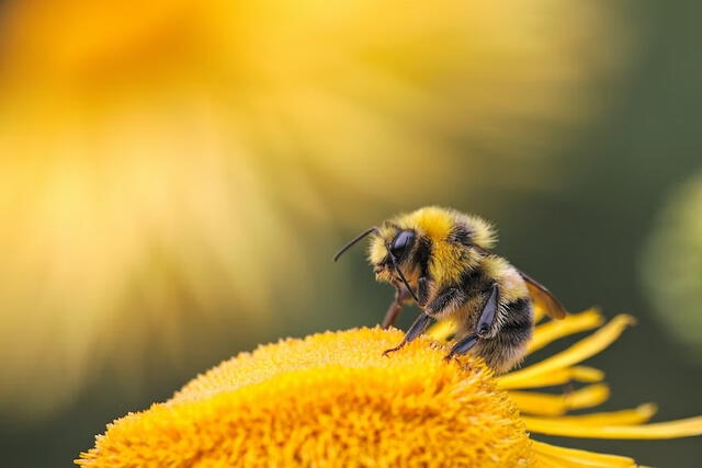 Las abejas son pieza clave en el medio ambiente. Foto: Unsplash
