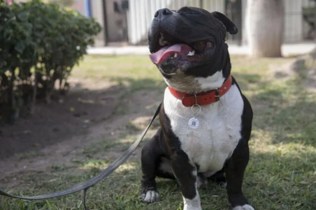  La dieta 'barf' se ha vuelto una tendencia entre los dueños de canes. Foto: Andina   