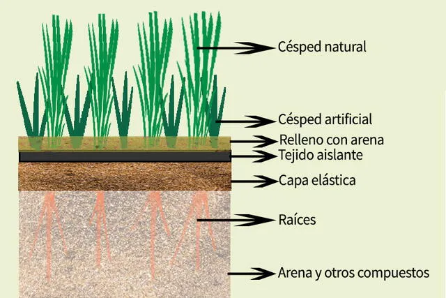 Componentes del césped híbrido. Foto: Plantae Garden   