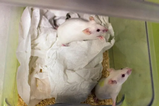 El principal autor de la investigación sostiene que este procedimiento experimental probado en ratones podría estar disponible para su aplicación en humanos en la próxima década. Foto: referencial/AFP   