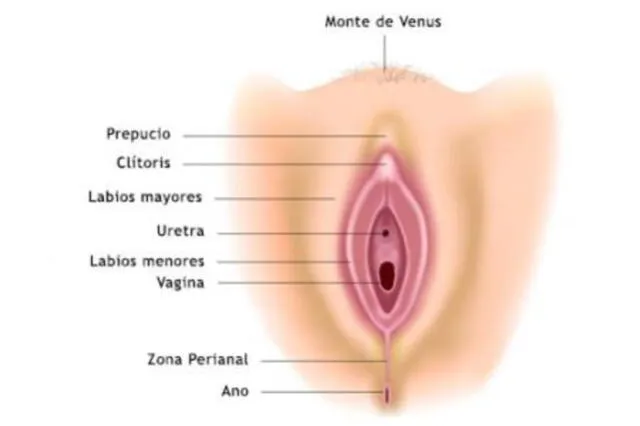  Representación del exterior de la genitalidad femenina. Ilustración: PARESS   