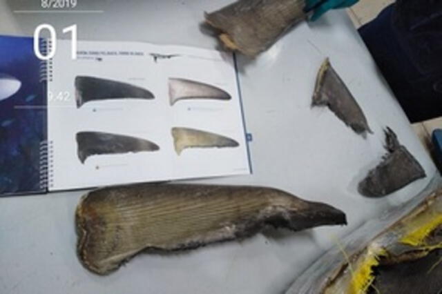  Yuelin Gan adquirió un total de 65,88 kilogramos de <strong>aletas deshidratadas de tiburón martillo</strong> y <strong>tiburón zorro</strong>. Foto: Ministerio Público   