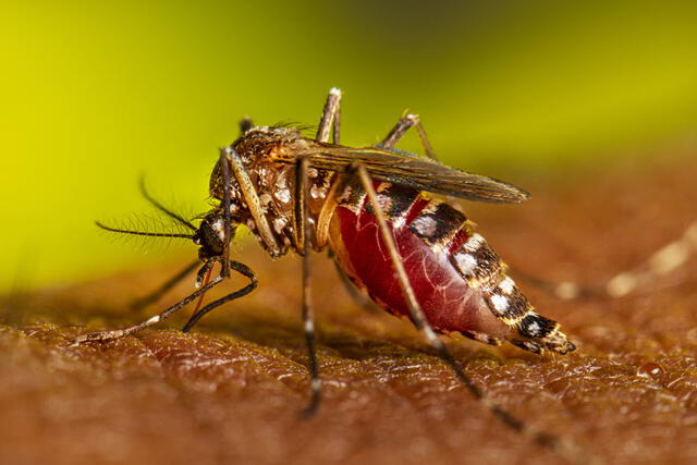  Mosquito aedes aegypti picando a una persona. El dengue en Perú se ha multiplicado este año. Foto: CDC   