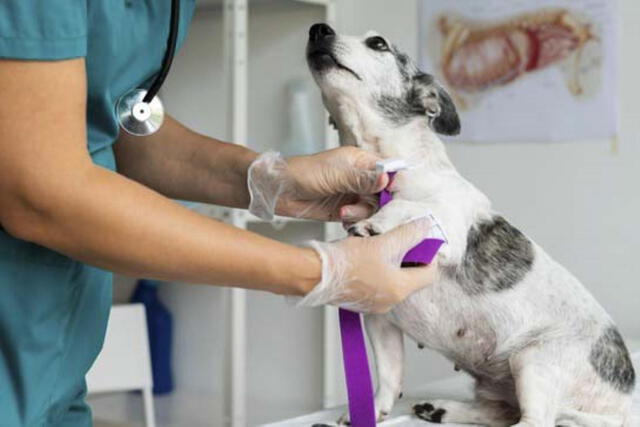  La veterinaria con tarifa social en Comas estará ubicada en el club Sinchi Roca. Foto: Andina   