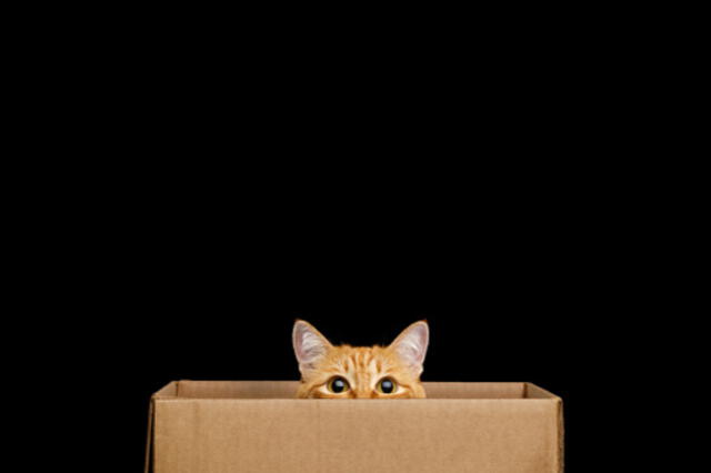  Los gatos también utilizan las cajas para acechar a otros animales o personas. Foto: iStock   