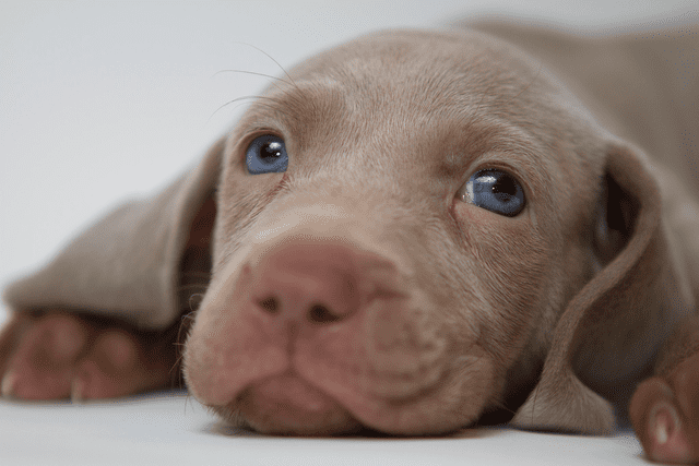  La hormona oxitocina jugaría un papel clave en la mirada enternecedora de los perros. Foto: Flickr   