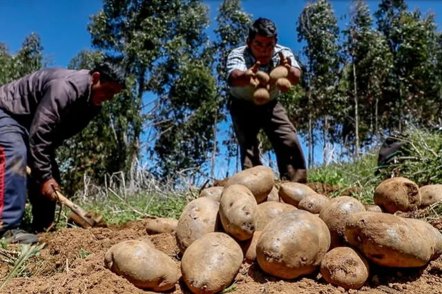  Midagri: sector agropecuario registró caída de 5% entre enero y mayo de este año. Foto: difusión   