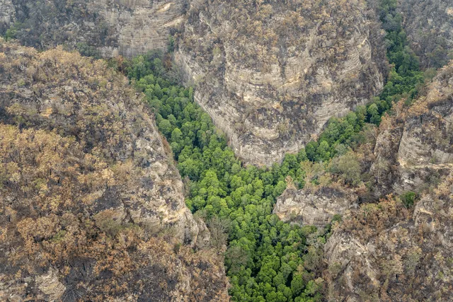  Los pinos de Wollemi fueron redescubiertos tras 2,5 millones de años en un cañón al oeste de Sidney, en Australia. Foto: referencial   