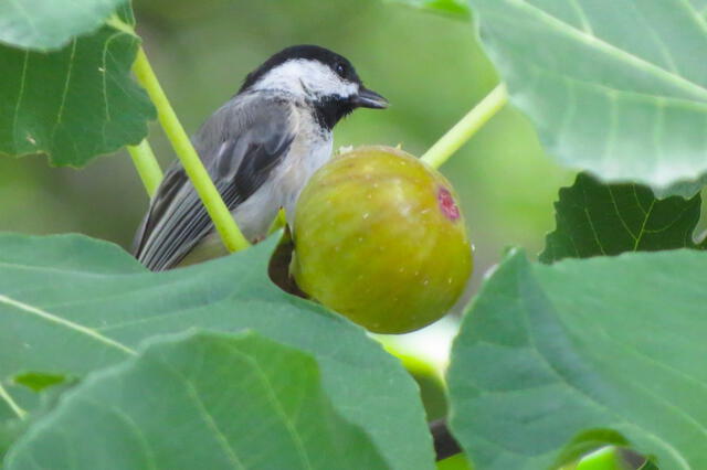  Las aves son dispersoras de semillas de higos, además de otros animales. Foto: Pixabay   
