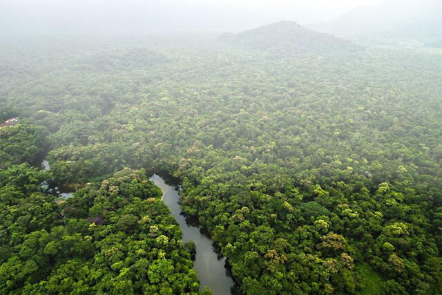  La selva también es conocida por su vasta vegetación y neblina. Foto: El Peruano   