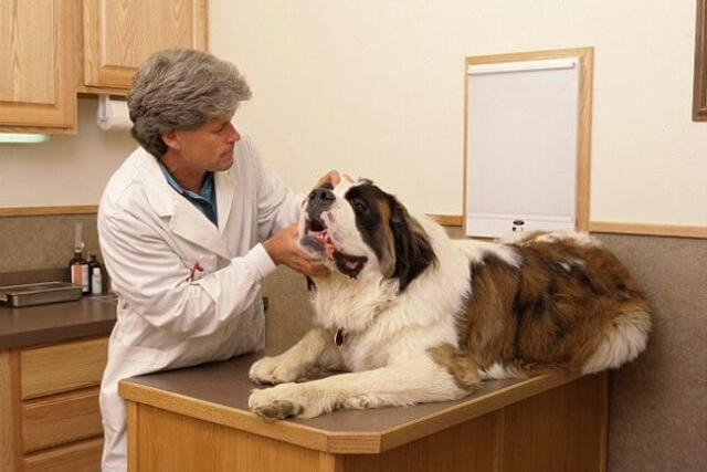  Los perros san bernardo pueden llegar a pesar 100 kilos de adultos, lo que les trae problemas de salud. Foto: Curiosfera 
