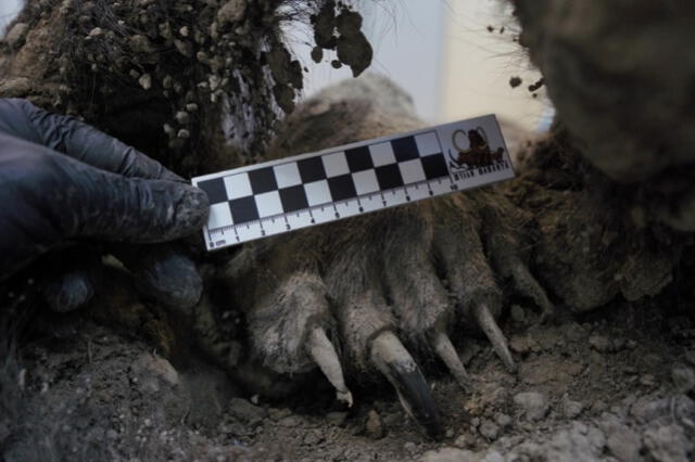 Cada parte del oso se conservó gracias a las bajas temperaturas. Foto: NEFU   