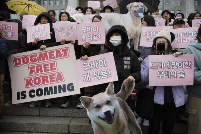  Según datos de HSI, hasta un millón de perros son cada año criados y sacrificados en Corea del Sur para el consumo humano. Foto: EFE   