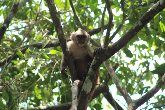 Los bosques tropicales albergan una gran cantidad de especies de fauna. Foto: PUCE   
