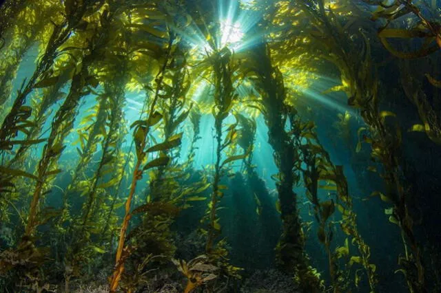  Las algas se podrían convertir en el alimento por excelencia en un evento de bloqueo solar. Foto: National Science Foundation   