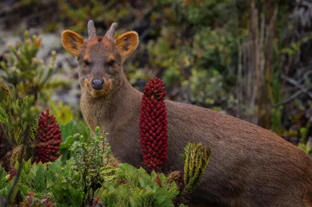 Los pudúes son animales que están más activos durante las tardes y las noches. Foto: Martin Cuadros / Flickr   