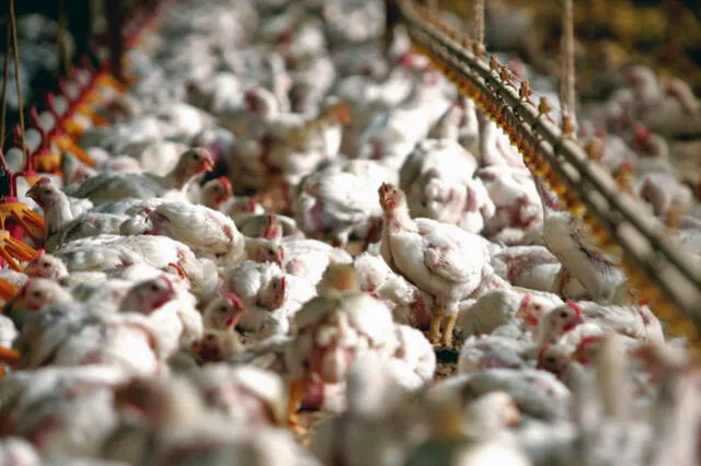 Según la Organización de Naciones Unidas para la Alimentación y la Agricultura (FAO), el pollo es la carne más consumida en el mundo. Foto: AFP   