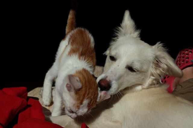 Perros y gatos podrán ser monitoreados por sus dueños en CDMX. Foto: Pixabay   
