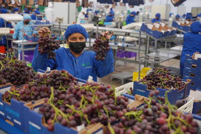 Ica es la región que más uva de mesa exporta Perú. Foto: Andina   