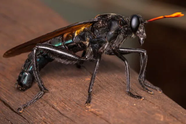  Gauromydas heros es una especie de mosca nativa de América del Sur. Foto: Thiago Gonçalves Coronado / I Naturalist   