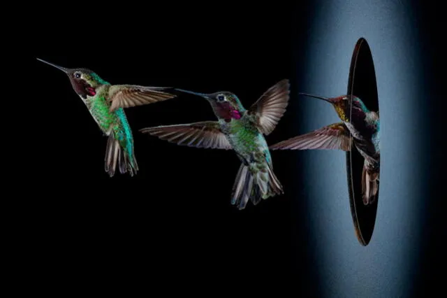  Estas bellas aves se alimentan de néctar. Foto: National Geographic<br>    