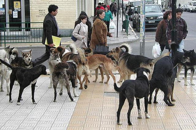  Un grupo de legisladores chilenos ha hecho esta propuesta, que busca el reconocimiento de los animales domésticos como un integrante del grupo familiar al cual pertenecen. Foto: Colmevet Chile    