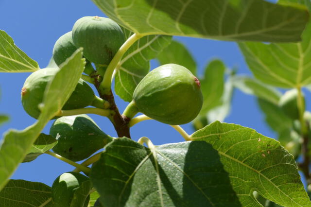 El nombre científico de esa fruta es Ficus carica, un árbol caducifolio originario de Asia sudoccidental. Foto: Pixabay   