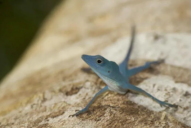 El lagarto azul de Gorgona habita las selvas de la isla Gorgona y puede ser visto en los troncos húmedos de los árboles. Foto: Flickr.   