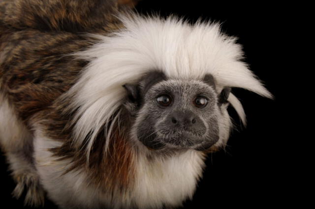 El tití cabeciblanco habita en grupos que van desde uno a 19 individuos en selvas y bosques tropicales del noroeste colombiano. Foto: Joël Sartore/National Geographic   