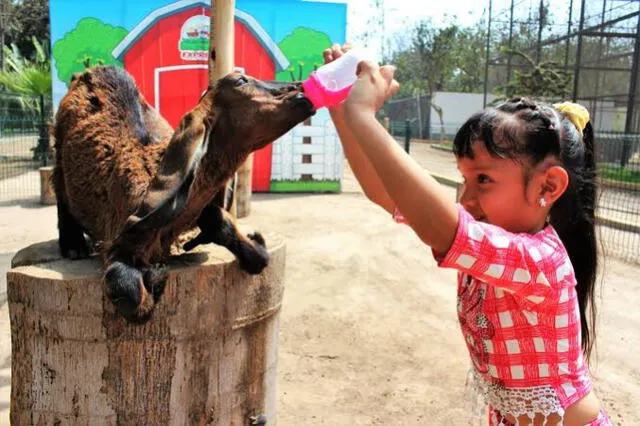 Los niños puedes disfrutar de alimentar a los animales en las diferentes granjas de Lima. Foto: difusión    