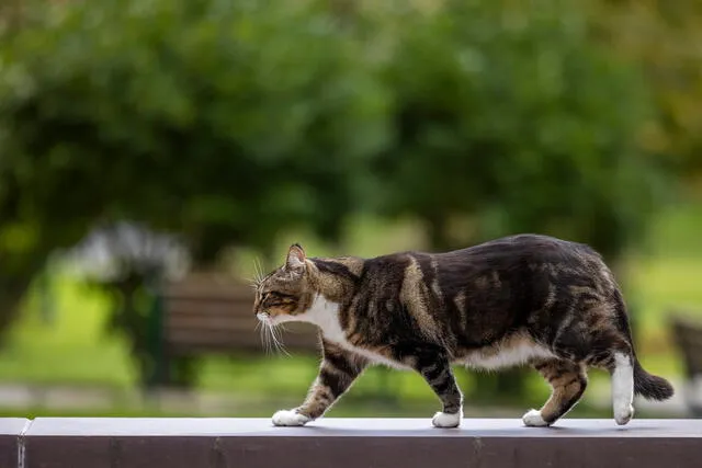 La única universidad de Estados Unidos que otorgó un título honorífico a un gato: 