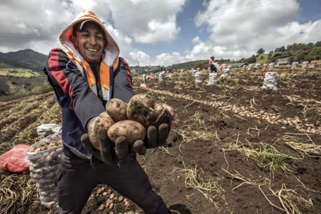 La 'papa Matilde', lanzada en 2021, es el resultado de una colaboración exitosa entre el CIP y Crop Trust. Foto: ANDINA.    