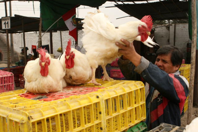 Los humanos en mayor situación de riesgo por gripe aviar son quienes trabajan en mercados de aves vivas o quienes sacrifican o despluman aves infectadas. Foto: Andina   