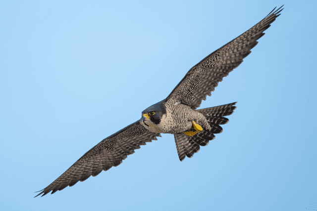 La velocidad de un halcón al volar en picada puede ser comparada con un coche de carreras durante una aceleración. Foto: mikedufour/iNaturalist    