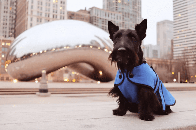 Descubre las 5 mejores ciudades para salir de vacaciones con tu mascota en Estados Unidos