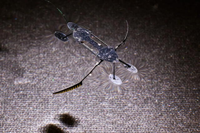  &nbsp;El WaterStrider es un robot controlable de 56 mg con una longitud corporal de 22 mm que se arrastra sobre el agua aprovechando los fenómenos de tensión superficial. Foto: WSU   