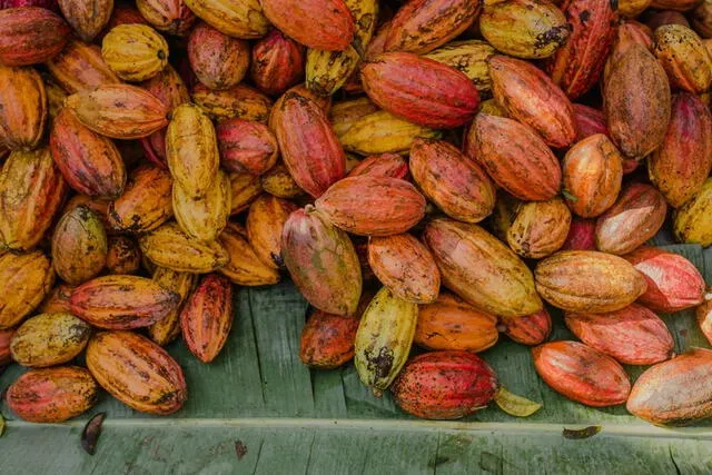 Superó a Brasil en la producción de cacao, sino que también se convirtió en el tercer mayor productor y exportador de cacao a nivel mundial. Foto: Ana Lee/AIPC.   