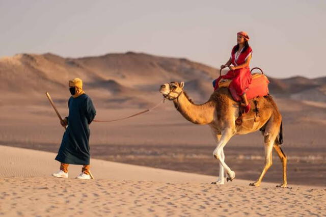 Camellos forman parte de las atracciones de Dromedarios. Foto: difusión   