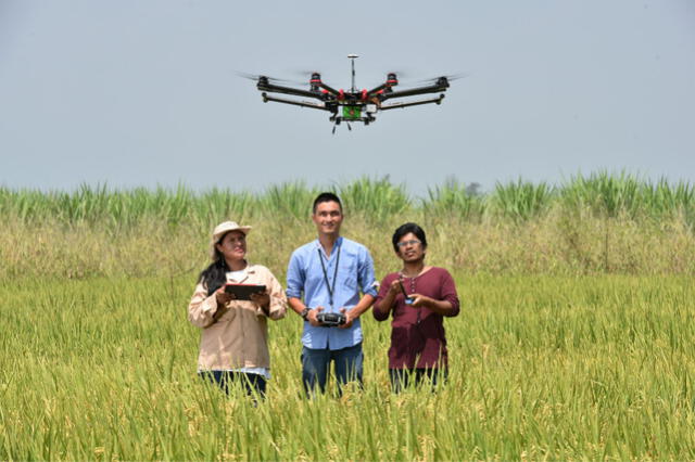  Los ingenieros usan los drones para prevenir riesgos en el rendimiento del cultivo de arroz y evitar que el método contamine el ambiente. Foto: Business Empresarial.   