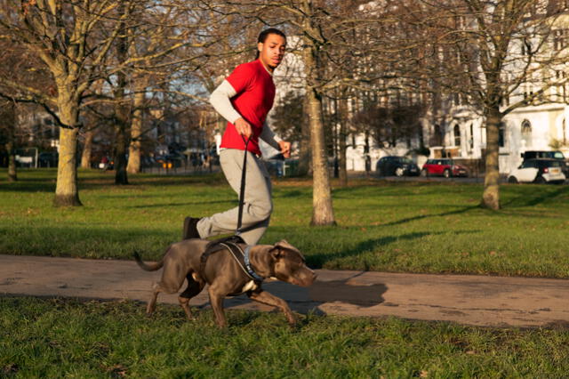  Canadá es el país que ofrece empleos con buenos pagos por hora a los que se dediquen a pasear mascotas. Foto: Freepik   