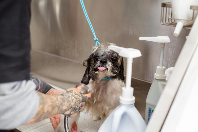  El aseo de los animales es una de las actividades solicitadas en este país debido a la falta de tiempo los dueños para dedicarles a sus mascotas. Foto: Pexels   