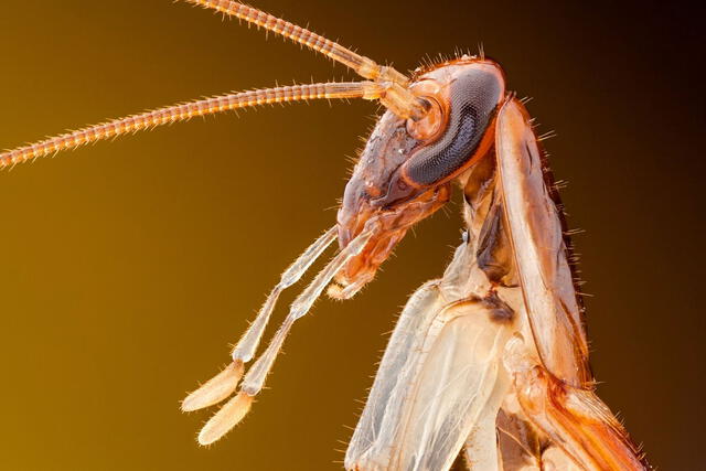 El informe indica que durante las pruebas, la mayoría de los productos a los que habían sido expuestas, las cucarachas tardaban entre ocho y 24 horas en matarlas. Foto: Ozgur Kerem Bulur/Science Photo Library.   